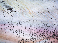 adelie,penguins,antarctica