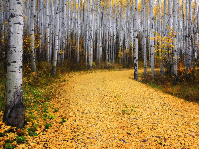 aspen,forest,colorado